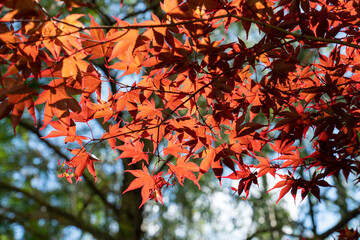 Sonne scheint durch rote Blätter