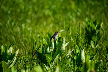 Chipping Sparrow In The Grass