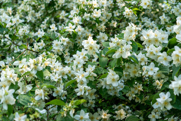 Obraz na płótnie Canvas Weiße Blüten auf einem Busch
