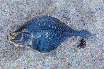 Fisch