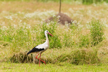 white stork in summer