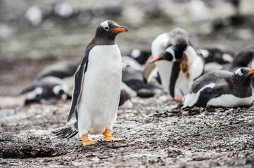 Fototapeta premium It's Gentoo penguin portrait in the group of many penguins