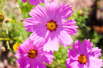 summer landscape. pink daisy on a background of green grass