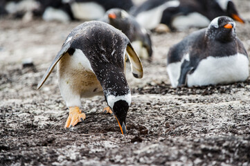 Naklejka premium It's Beautiful gentoo penguin in Antarctica