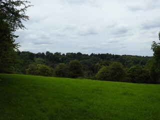 Field trees, grass and sky