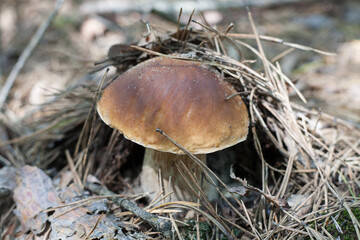 Boletus edulis (English: cep, penny bun, porcino or porcini) is a basidiomycete fungus, and the type species of the genus Boletus.