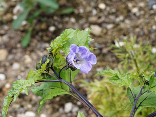 (Nicandra physaloides) Gros plan sur une fleur de nicandre bleu violet à corolle en forme de...