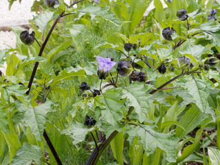(Nicandra physaloides) Gros plan sur tiges violet noir brillant portant des fruits ou baies verd&acirc;tres &agrave; brun noir de nicandre faux-coqueret