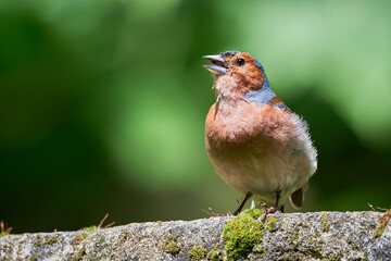 Common Chaffinch singing ( Fringilla coelebs ) 