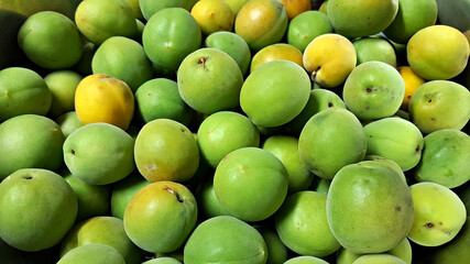 매실 열매 청매실 황매실