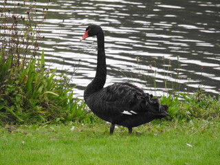 Obraz premium Black swan is standing on the green grass near the water