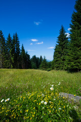 Summer landscape in Apuseni Mountains, Romania