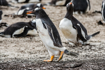 Naklejka premium It's Beautiful gentoo penguin in Antarctica