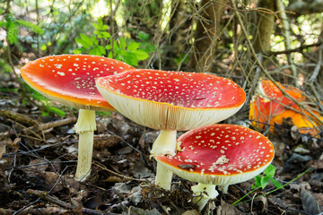 Amanita muscaria, commonly known as the fly agaric or fly amanita