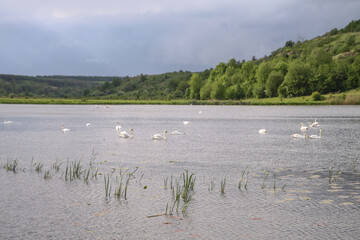 Landscape with a beautiful river and swans on a background of hills. Lake in the ecological zone in europe. Stock image for design.