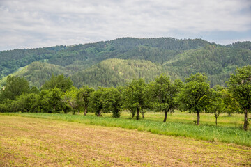 Fototapeta na wymiar Mountains and hills with trees in Vrancea region, Romania