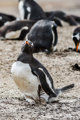 It's Little gentoo penguin in Antarctica