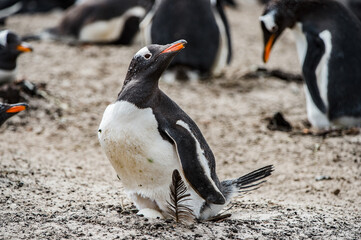 Fototapeta premium It's Little gentoo penguin in Antarctica