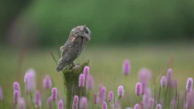 Eurasian scops owl (Otus scops) resting on a tree trunk in a meadow full of flowers.