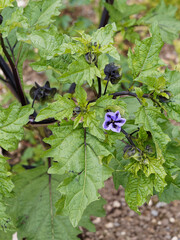 Nicandra physaloides, pomme du P&eacute;rou ou nicandre Faux-coqueret &agrave; fleurs bleues violac&eacute;es &agrave; corolles en forme de cloche au coeur blanc marqu&eacute; d'une &eacute;toile noire sur tiges noir luisant et feuillage lob&eacute;