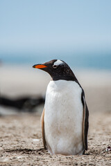 It's Little gentoo penguin in Antarctica