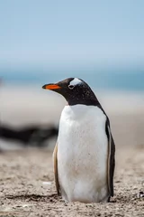 Fotobehang It's Little gentoo penguin in Antarctica © Anton Ivanov Photo