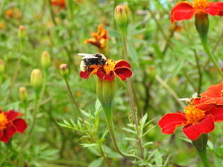 Red densely growing flowers with an insect flying
