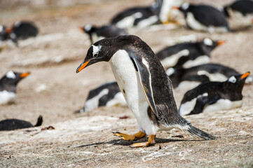 It's Beautiful penguin on the sand on the Falkland Islands