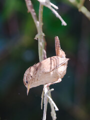 Wren