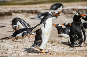 It's Beautiful penguin on the sand on the Falkland Islands