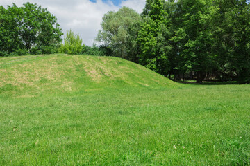 Beautiful landscape of green lush grass and tall trees