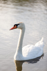 Obraz premium beautiful white swan swims in a pond