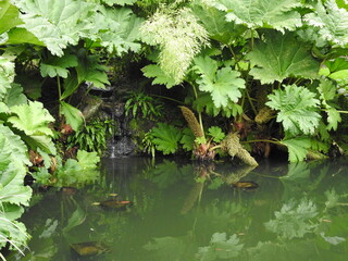 A small pond with numerous vegetation