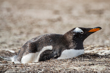 Fototapeta premium It's Little penguin on the sand