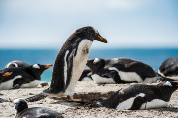 Fototapeta premium It's Little penguin on the sand