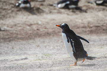 It's Little beautiful gentoo penguin in Antarctica