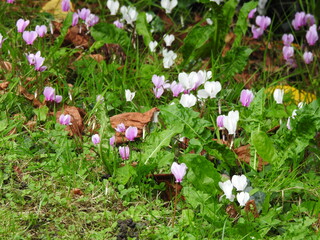 White-violet small flowers growing above the grass