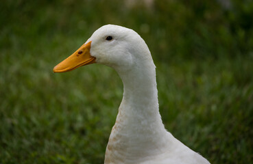 Ducks at the Pond