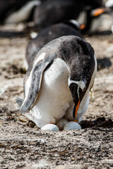 Fototapeta premium It's Little beautiful gentoo penguin in Antarctica
