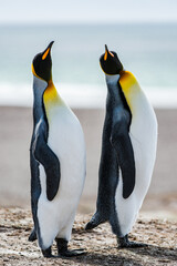 It's Couple of the King penguins in Antarctica