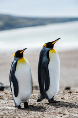 Fototapeta premium It's Couple of the King penguins in Antarctica