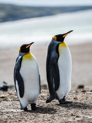 It's Couple of the King penguins in Antarctica