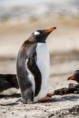 Naklejka premium It's Portrait of a little gentoo penguin in Antarctica