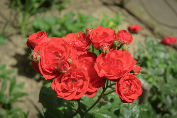 Red roses in the flowerbed near the house