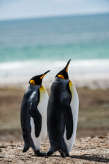It's King penguin, Falkland Island, Antarctica