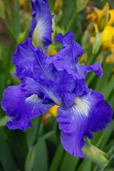 Light violet iris in garden