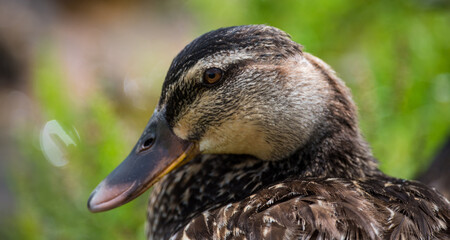 Ducks at the Pond