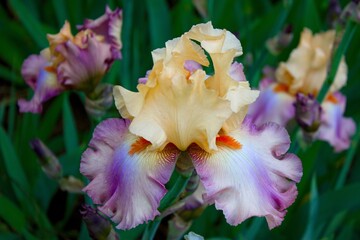 Beautiful multi-colored iris in leaves