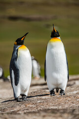 Fototapeta premium It's King penguins, Falkland Islands, Antarctica