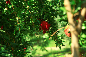 Red pomegranates on the tree with green leaves